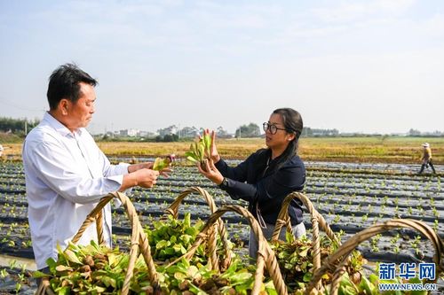 廣西貴港稻菜輪作模式 推動農業(yè)增收與畜產品貿易發(fā)展