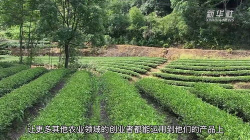 福建建陽茶園認養(yǎng) 林下經濟助推鄉(xiāng)村振興