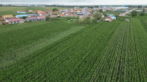 科學施策助農減災，守牢糧倉——農業(yè)大省吉林受災農田生產恢復直擊