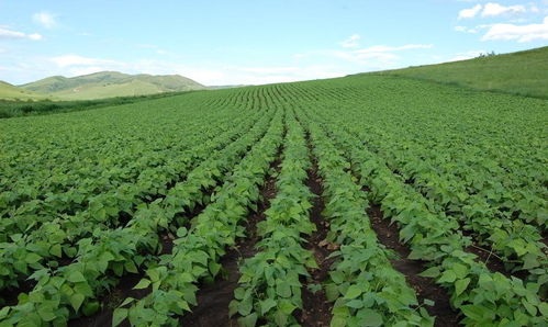 綏農30畜產品購銷貿易的現(xiàn)狀與發(fā)展