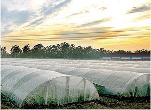 廈門西瓜專用膜銷售渠道及選購(gòu)建議