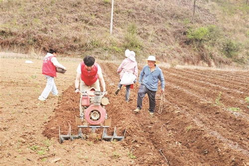助農(nóng)小分隊(duì)田間行，農(nóng)事繁忙展新顏