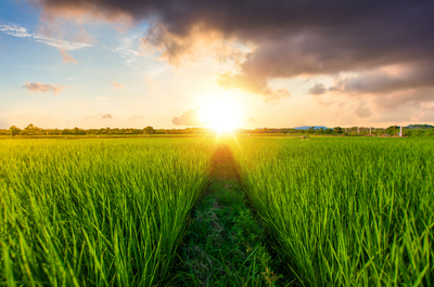 為何東北大米那么受歡迎？原來是這樣