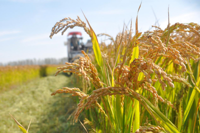 江蘇啟動(dòng)農(nóng)業(yè)“兩區(qū)”劃定，力爭五年內(nèi)基本完成建設(shè)，夯實(shí)糧食安全根基
