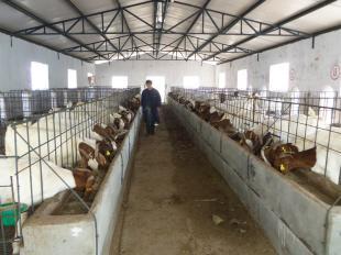 養(yǎng)哪種羊最賺錢？市場分析與品種推薦